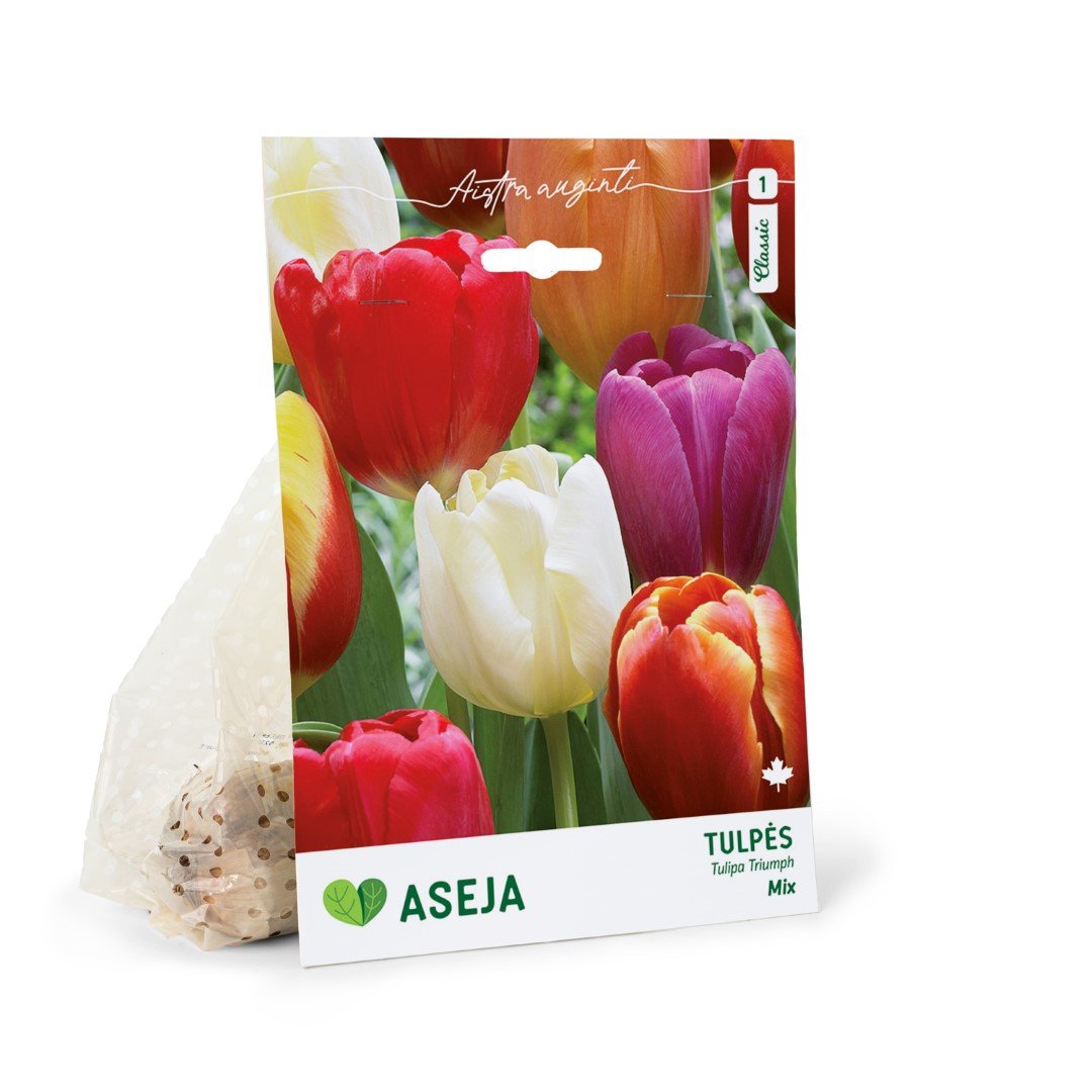 Triumfo tulpių Mixed svogūnėliai ASEJA, 3 vnt., 10/11, 32912910, (R)