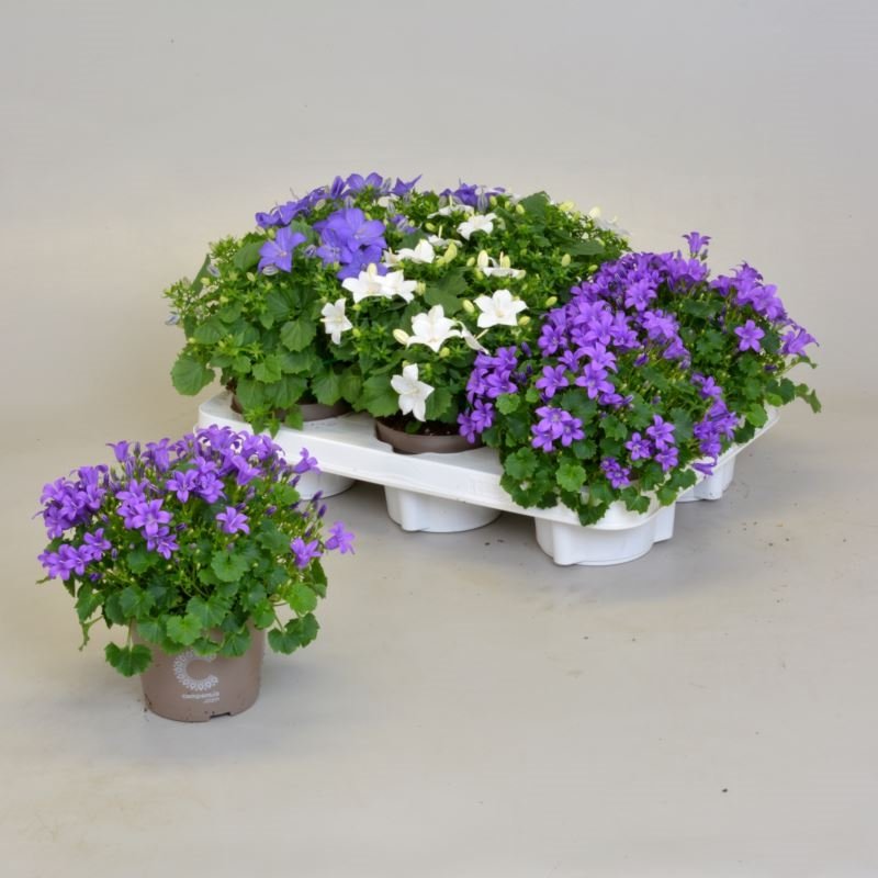 Daugiametė gėlė, katilėlis, įvairūs, vazonėlio skersmuo 11 cm.