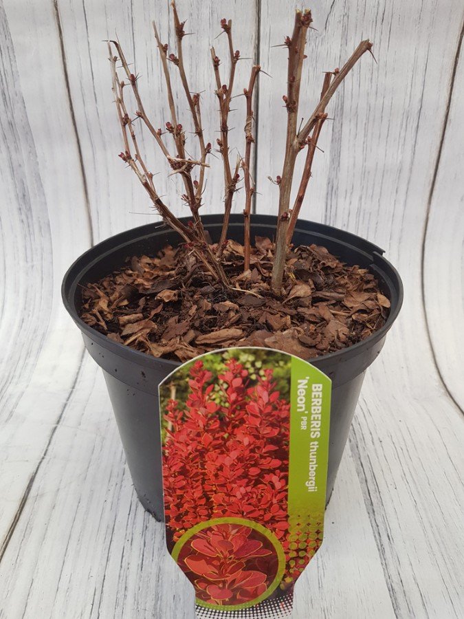 Dekoratyvinis krūmas, raugerškis tunbergo "Neon", vazonas 2 l.