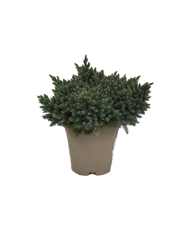 Spygliuotis, kadagys žvynuotasis "Blue Star", vazonėlio skersmuo 23 cm.