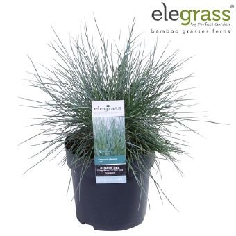 Žolinis augalas, eraičinas "Azura Blue", vazonėlio skersmuo 14 cm.