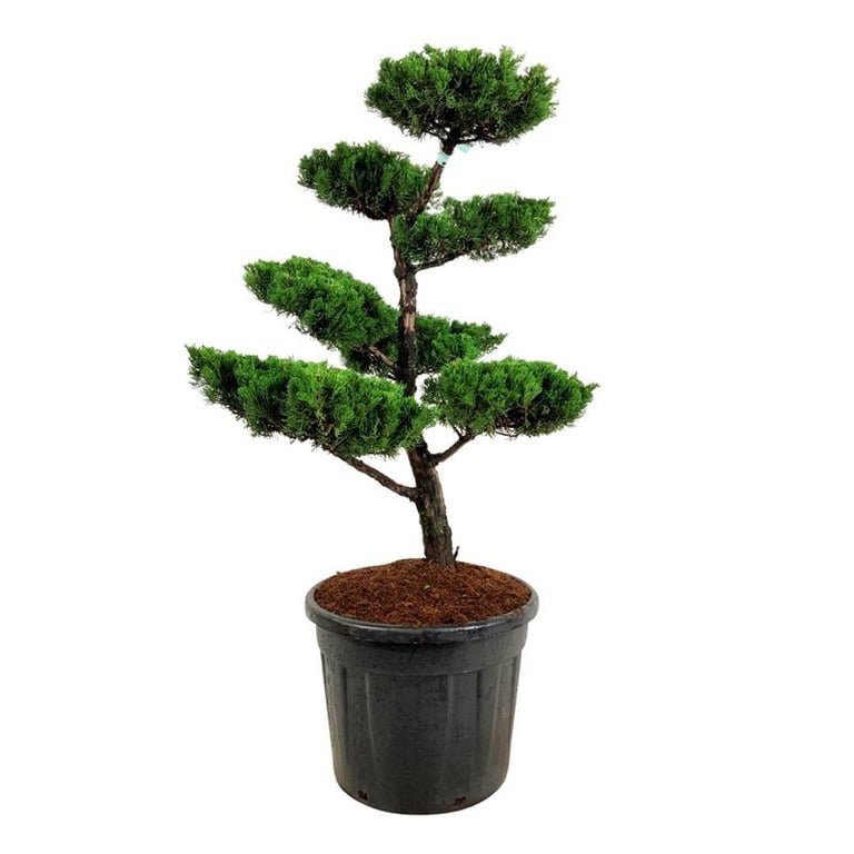 Spygliuotis, kadagys kininis "Kaizuka" (bonsai), aukštis 100-125 cm., vazonas 70 l.