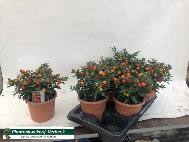 Kambarinis augalas, kiauliauogė 'Megaball', vazonėlio skersmuo 17 cm.