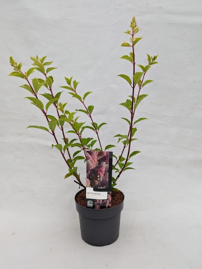 Dekoratyvinis krūmas, hortenzija šluotelinė "Vanille Fraise", aukštis 30-40 cm., vazonas 3 l.