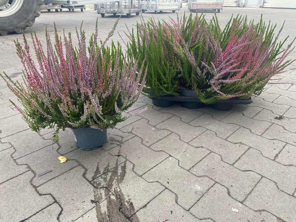 Vienmetė gėlė, viržis "Trio Girls", vazonėlio skersmuo 17 cm.