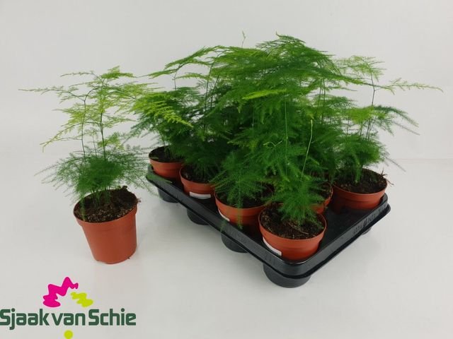 Kambarinis augalas, plunksniašakis smidras (Asparagus), vazonėlio skersmuo 10 cm.