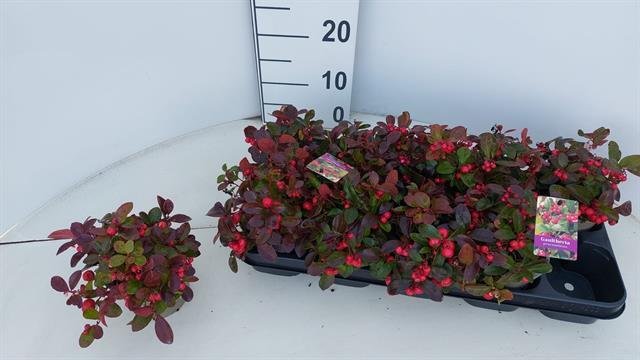 Šliaužiantis augalas, bruknuolė, vazonėlio skersmuo 12 cm.