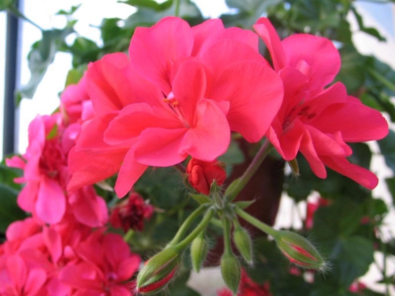 Vienmetė gėlė, pelargonija svyranti, vazonėlio skersmuo 25 cm.