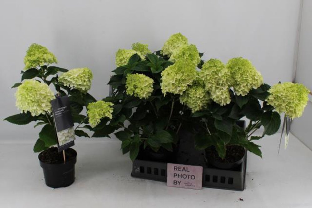 Dekoratyvinis krūmas, hortenzija "Liv Lit Bloss", vazonėlio skersmuo 17 cm.