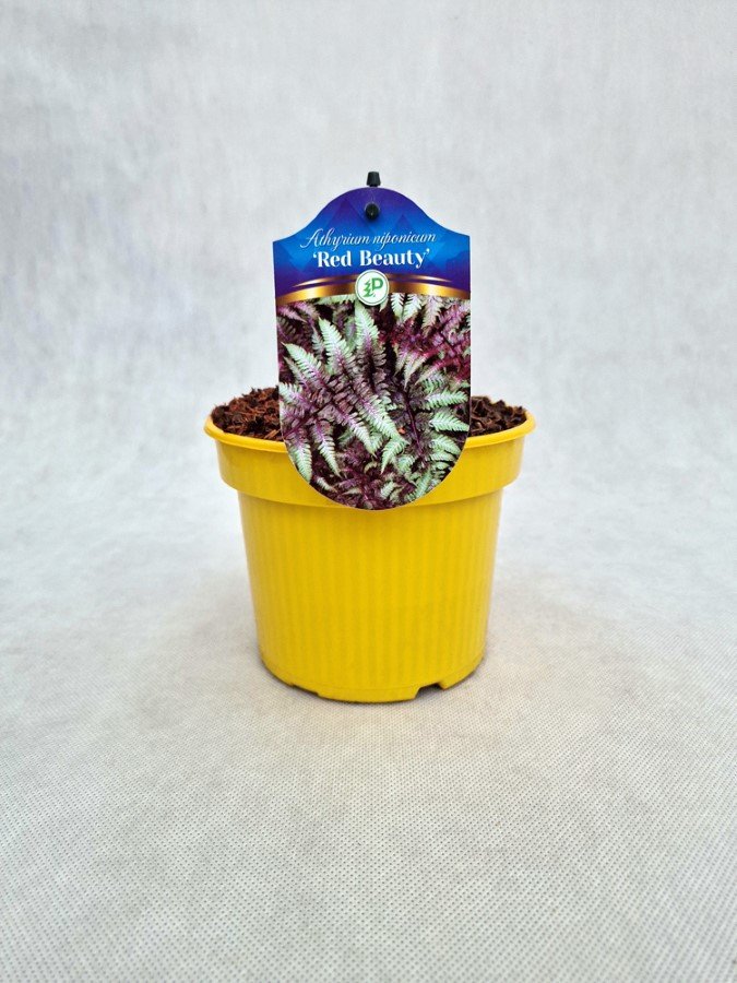 Daugiametis augalas, blužniapapartis japoninis "Red Beauty", vazonas 1,5 l.
