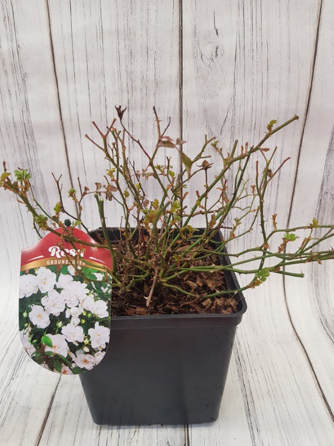 Daugiametė gėlė, rožė "White Fairy", vazonas 3 l.