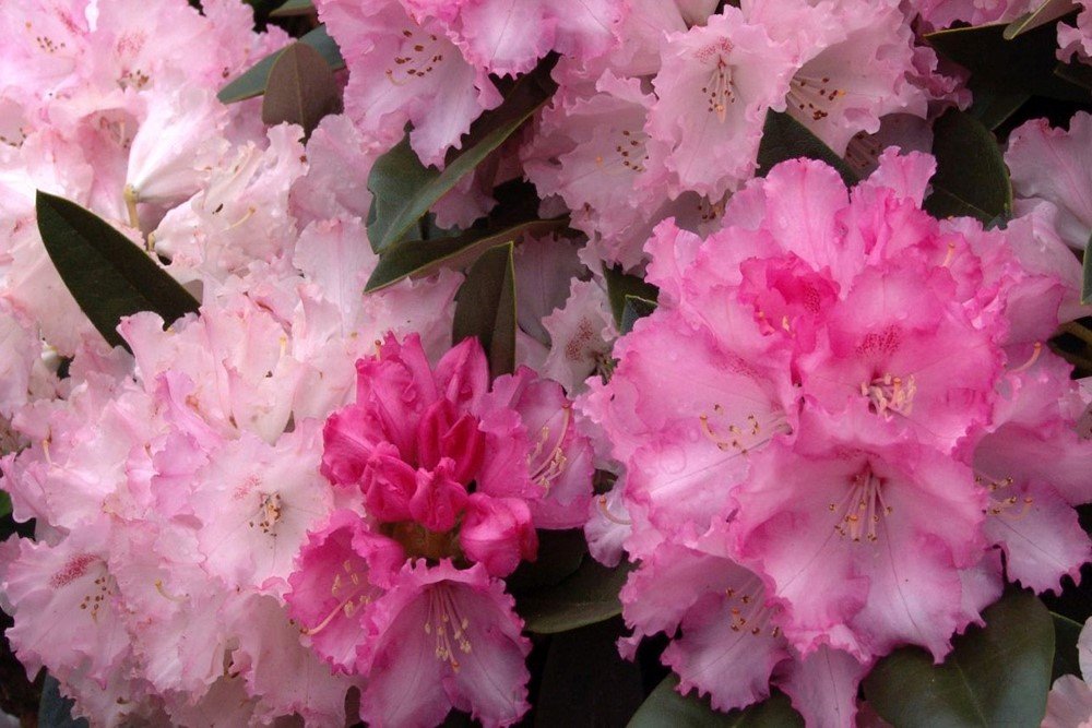 Dekoratyvinis krūmas, rododendras jakušimaninis "Arabella", vazonas 5 l.