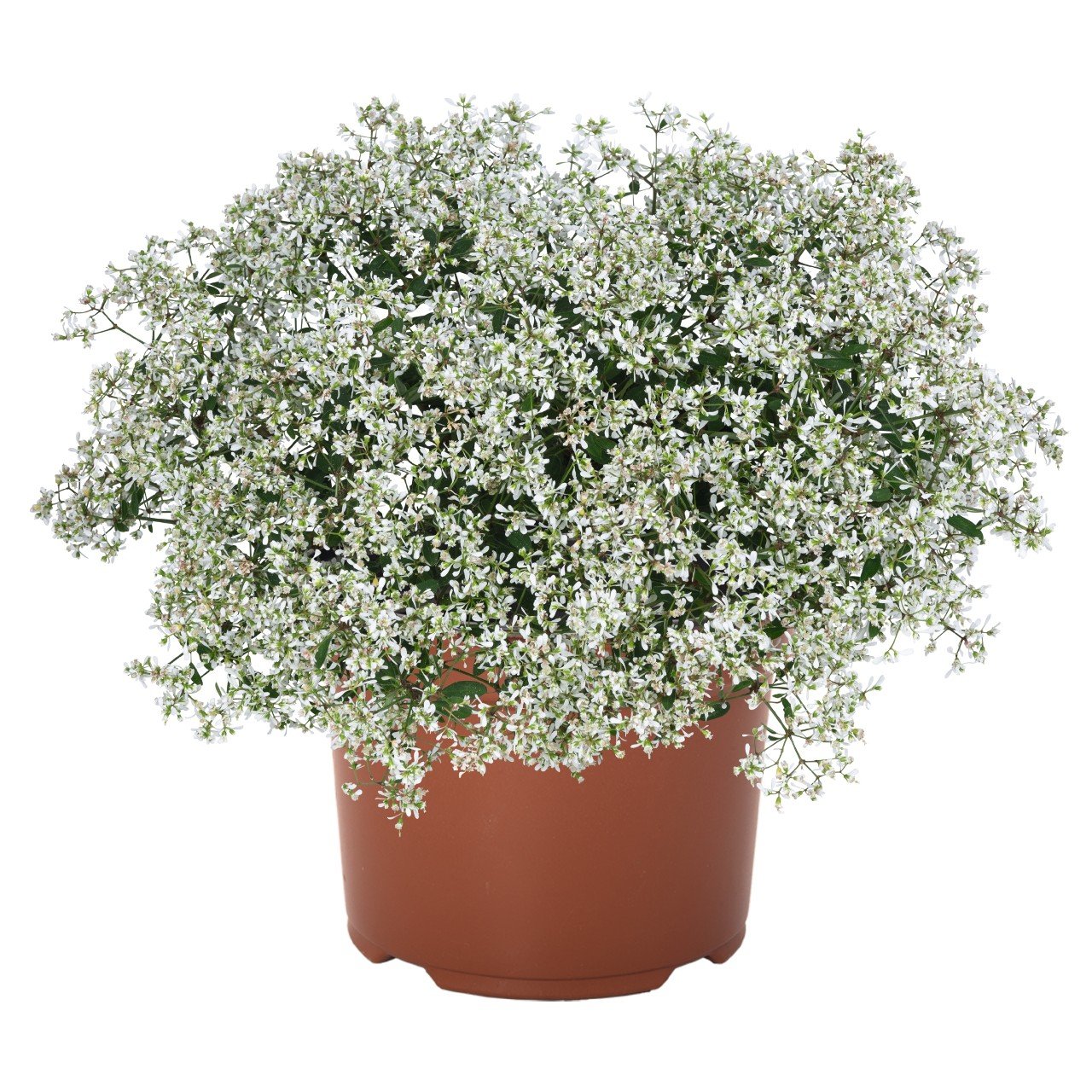 Vienmetė gėlė, karpažolė "StarDust Super Flash", vazonėlio skersmuo 10 cm.