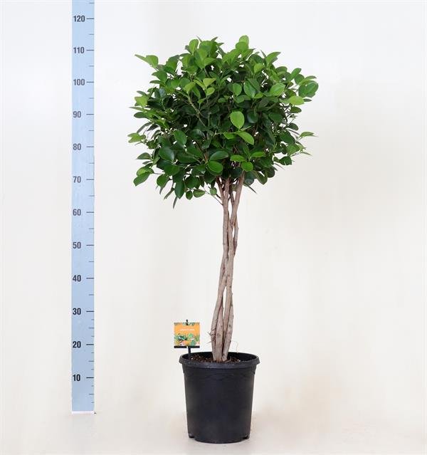 Kambarinis augalas, fikusas "Moclame", vazono skersmuo 23 cm.