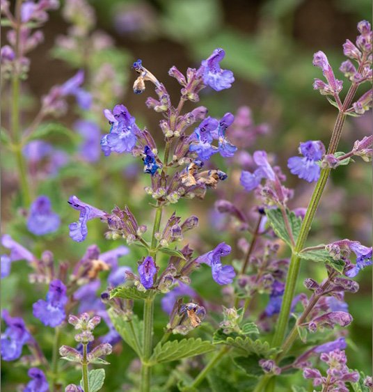 Daugiametė gėlė, katžolė faseno "Kit Cat", vazonas 2 l.