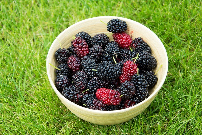 Vaismedis, šilkmedis "Full Season", vazono skersmuo 9 cm.