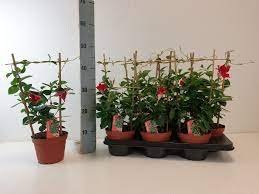 Vienmetė gėlė, mandevilė, vazonėlio skersmuo 15 cm.