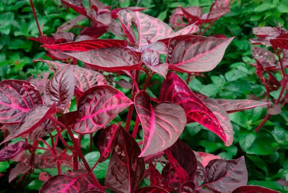 Vienmetis augalas, irezinė, vazonėlio skersmuo 12 cm.