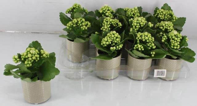 Kambarinis augalas, kalankė kompozicija, vazonėlio skersmuo 8 cm.