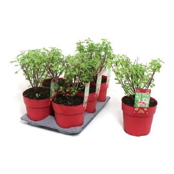 Daugiametė gėlė, šalavijas "Hot Lips", vazono skersmuo 15 cm.