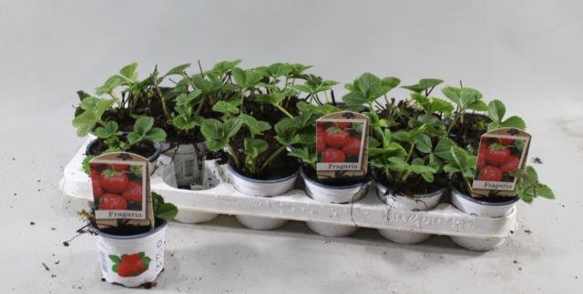 Braškės sodinukas, įvairios veislės, vazonėlio skersmuo 9 cm.