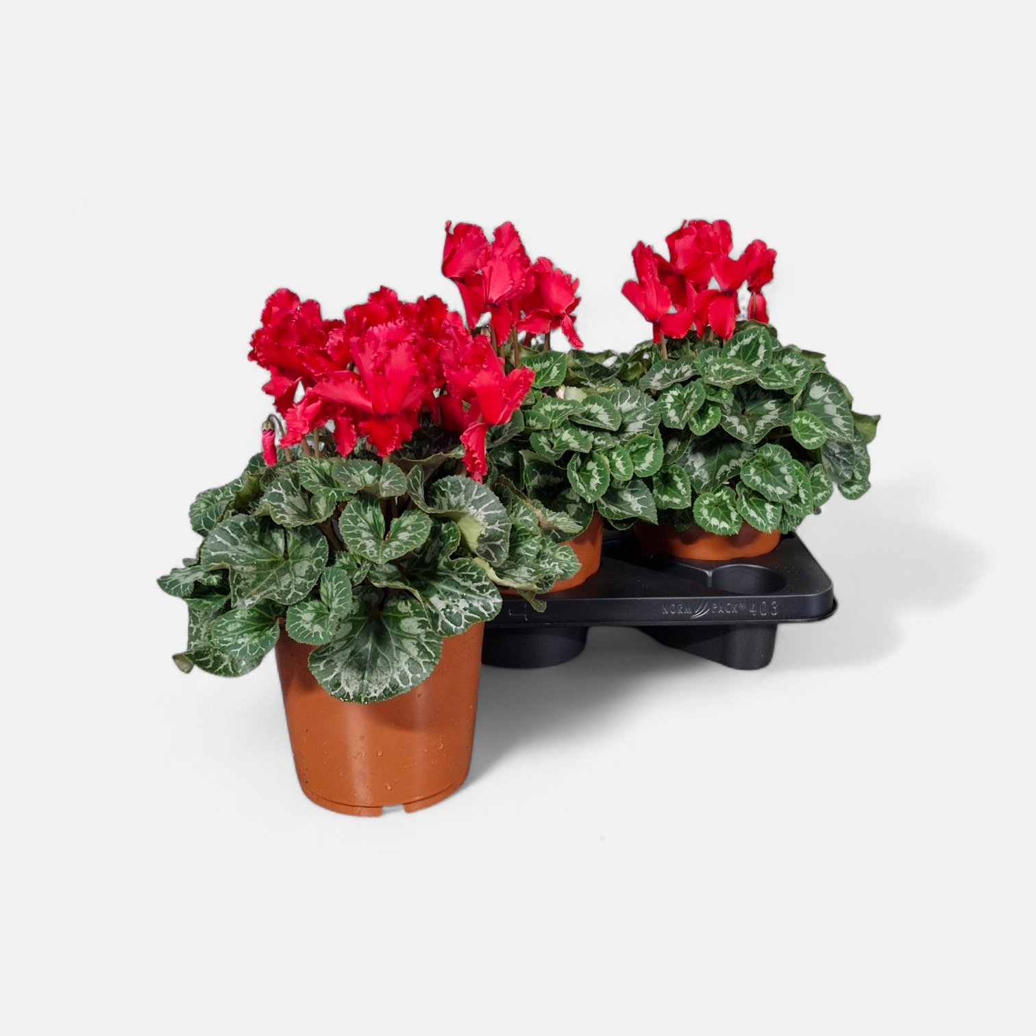 Kambarinis augalas, ciklamenas "Hal Curly", vazonėlio skesmuo 17 cm.