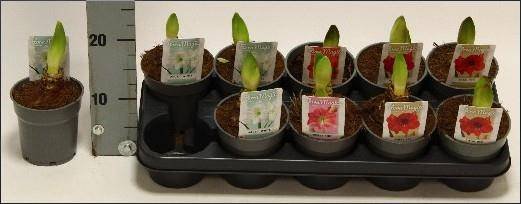 Kambarinis augalas, meilenis, vazonėlio skersmuo 12 cm.