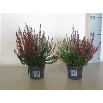 Vienmetė gėlė, viržis, vazonėlio skersmuo 12 cm.