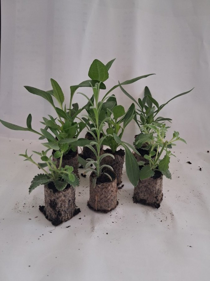 Daugiametės gėlės daigas, įvairūs