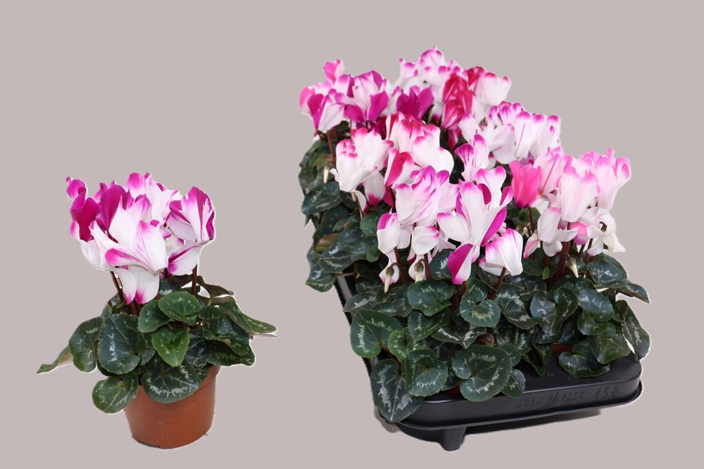 Kambarinis augalas, ciklamenas "Sup Fusio", vazonėlio skersmuo 11 cm.