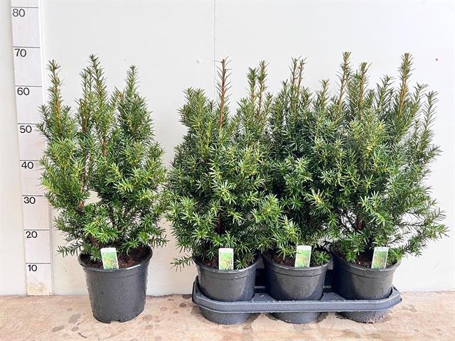 Spygliuotis, kukmedis tarpinis "Hicksii", vazonėlio skersmuo 21 cm.