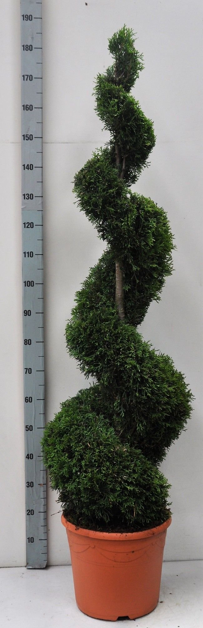 Spygliuotis, tuja vakarinė "Smaragd", spiralės formos, aukštis 140-160 cm., vazonas 17 l.
