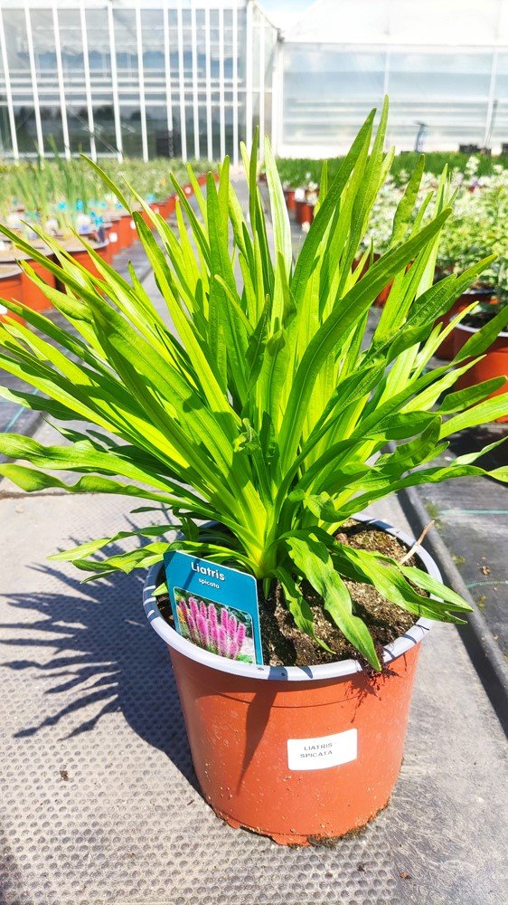 Daugiametė gėlė, liatris, vazonėlio skersmuo 19 cm.