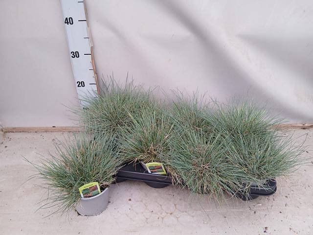 Žolinis augalas, eraičinas "Glauca", vazonėlio skersmuo 12 cm.