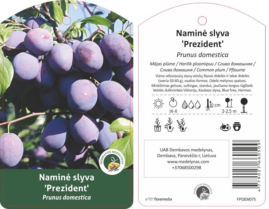 Vaismedis, slyva "Prezident", vazonas 20 l.