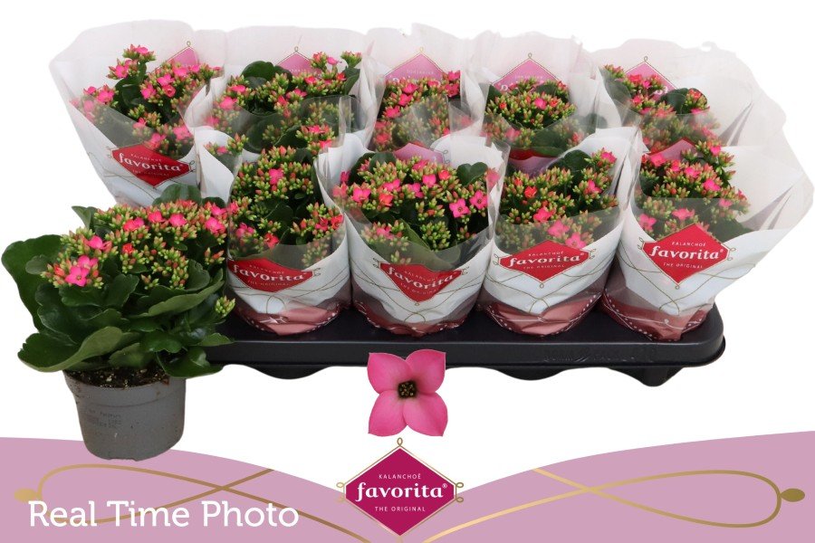 Kambarinis augalas, kalankė, vazonėlio skersmuo 11 cm.