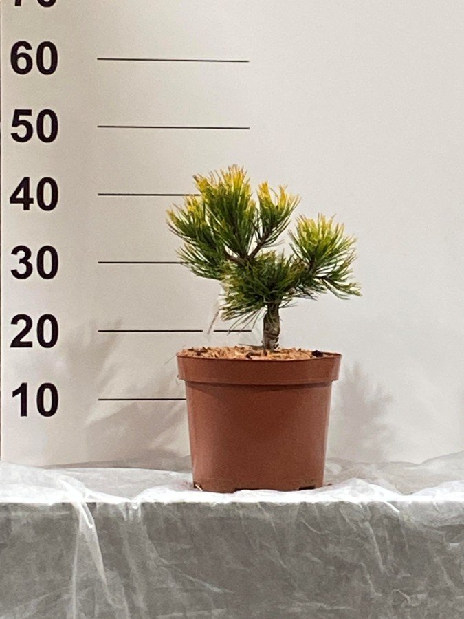 Spygliuotis, pušis "Golden Glow", vazonėlio skersmuo 23 cm.