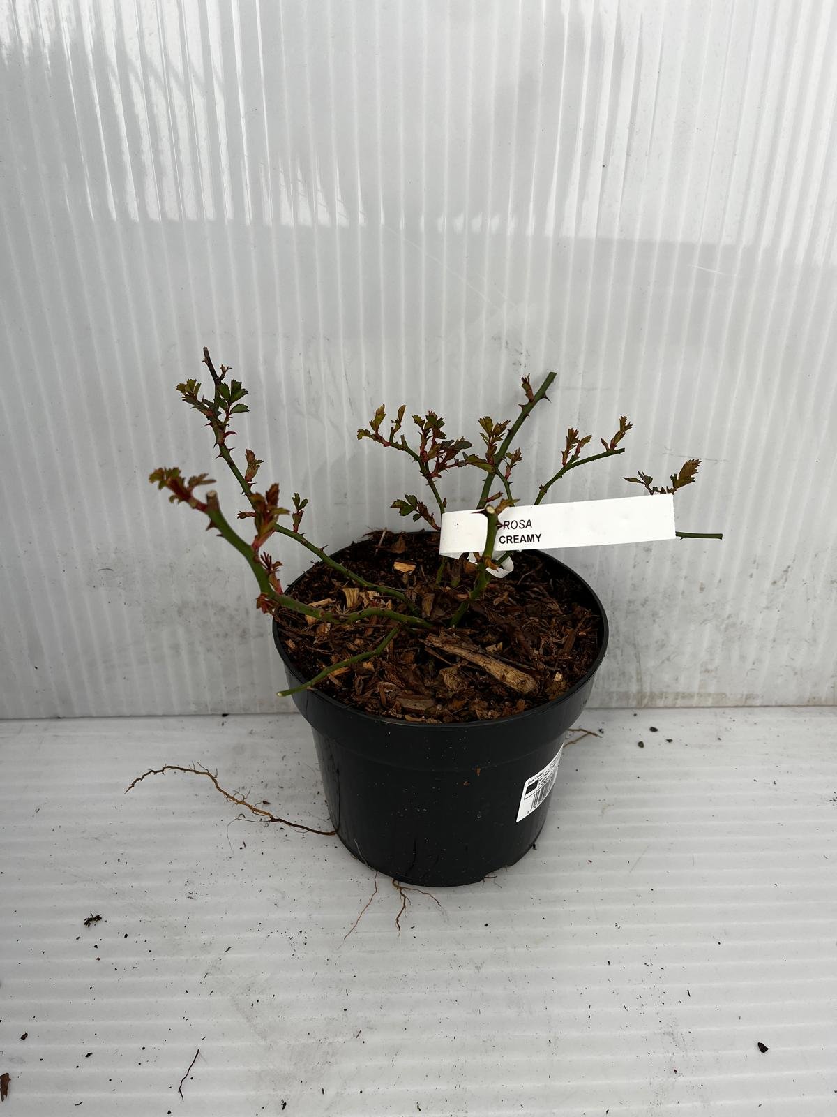 Daugiametė gėlė, rožė šliaužianti "Creamy", vazonas 2 l.