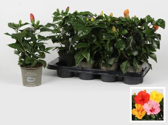 Kambarinis augalas, kinrožė, vazonėlio skersmuo 13 cm.