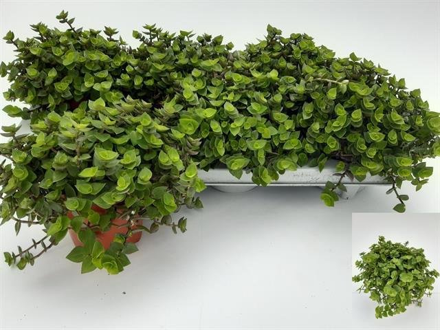 Kambarinis augalas, kalizija, vazonėlio skersmuo 12 cm.