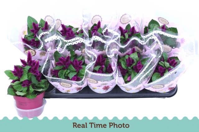 Kambarinis augalas, celiozija, vazonėlio skersmuo 12 cm.