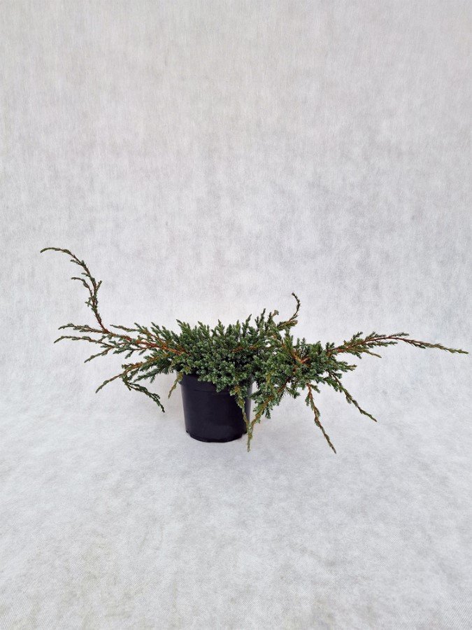 Spygliuotis, kadagys žvynuotasis "Blue Carpet", vazonėlio skersmuo 19 cm.