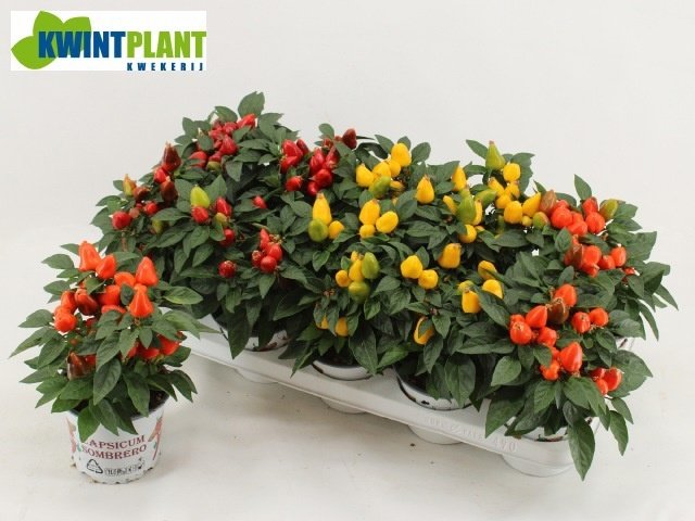 Vienmetė gėlė, pipiras dekoratyvinis "Mambo", vazonėlio skersmuo 12 cm.