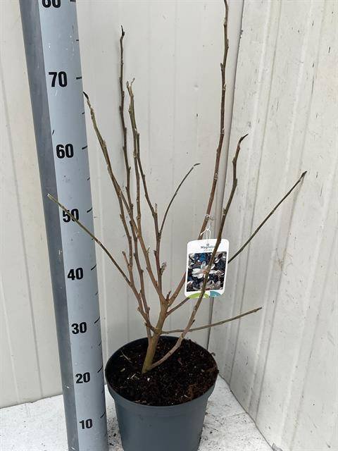 Dekoratyvinis medis, magnolija "Stellata", vazonėlio skersmuo 21 cm.