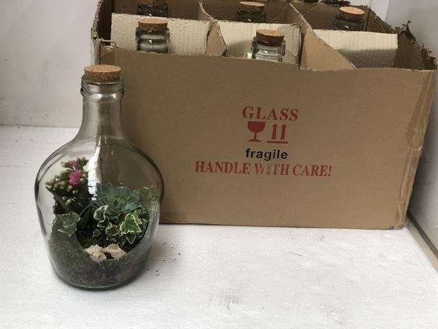 Kambarinis augalas, kompozicija stikliniame inde, skersmuo 18 cm.