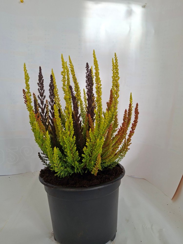 Vienmetė gėlė, viržis "Skyline Trio", vazono skersmuo 17 cm.