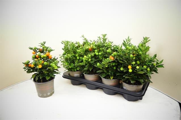 Kambarinis augalas, kiauliauogė, vazonėlio skersmuo 13 cm.