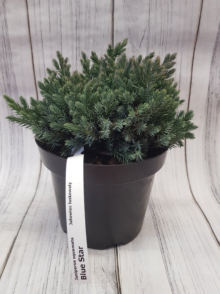 Spygliuotis, kadagys žvynuotasis "Blue Star", vazonas 2,5 l.