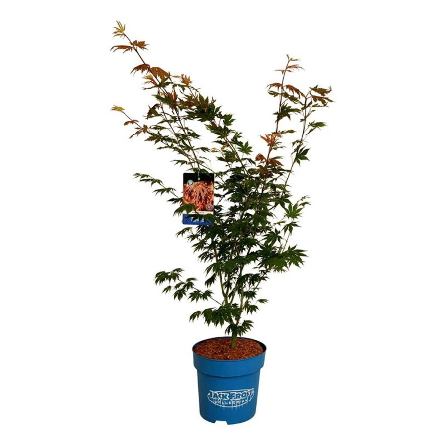 Dekoratyvinis medis, klevas "North Wind" (Jack Frost), aukštis 100-125 cm., vazonas 15 l.