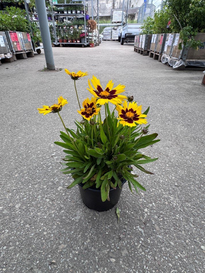 Daugiametė gėlė, gludas, vazonėlio skersmuo 15 cm.